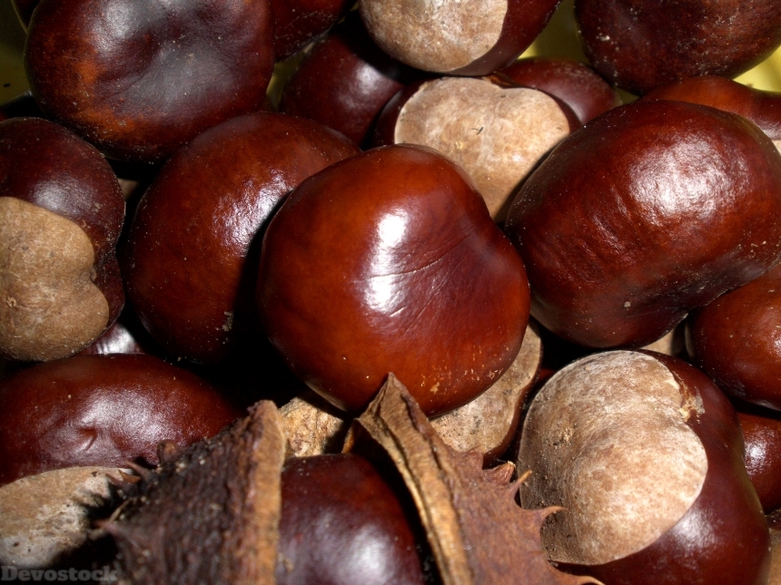 Devostock Chestnut Autumn Fruits Concerns