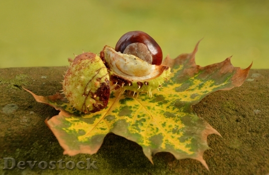 Devostock Chestnut Autumn Golden October 0