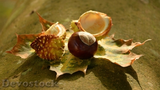 Devostock Chestnut Autumn Golden October