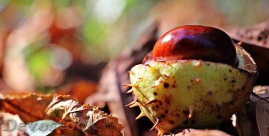 Devostock Chestnut Autumn Leaves Spur 0