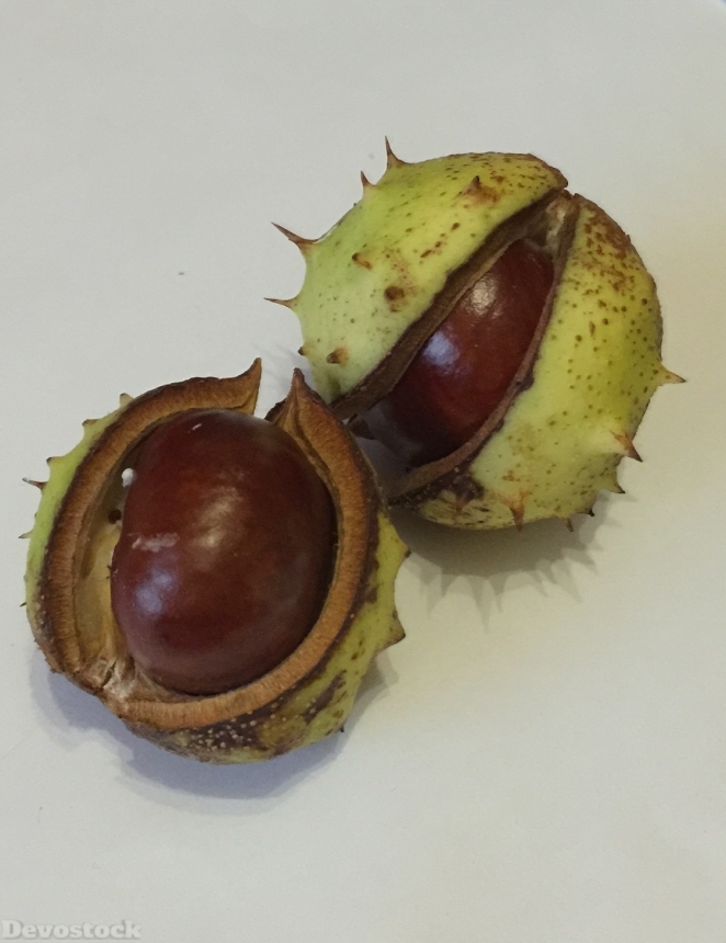 Devostock Chestnut Autumn Nature Fruit 1