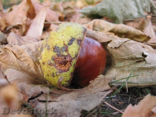 Devostock Chestnut Autumn Spur Brown