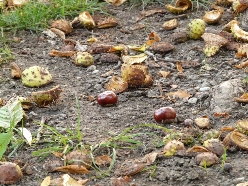 Devostock Chestnut Buckeye Fruit Concerns