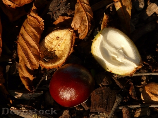 Devostock Chestnut Buckeye Fruit Concerns 6