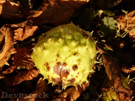 Devostock Chestnut Buckeye Fruit Concerns 7