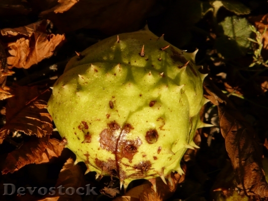 Devostock Chestnut Buckeye Fruit Concerns 8
