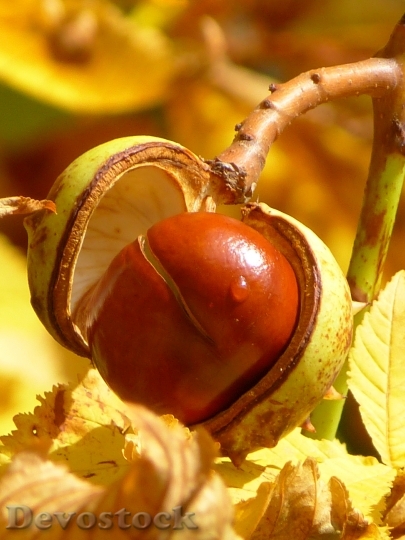 Devostock Chestnut Chestnut Fruit Fruit 0