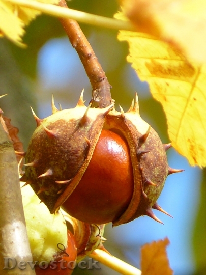 Devostock Chestnut Chestnut Fruit Fruit 1