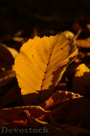 Devostock Chestnut Leaf Autumn Yellow