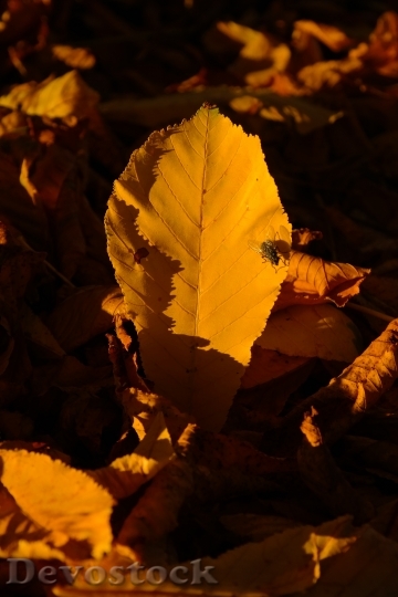 Devostock Chestnut Leaf Chestnut Leaves