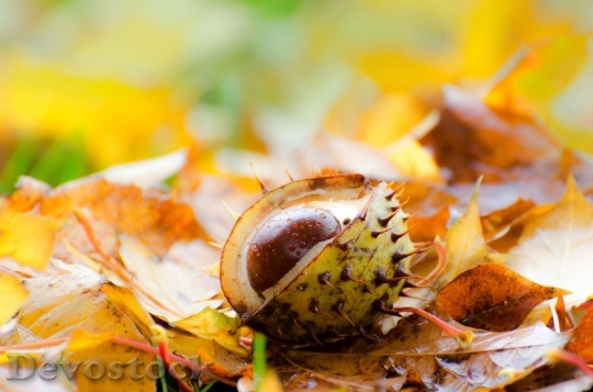 Devostock Chestnut Leaf Leaves Background