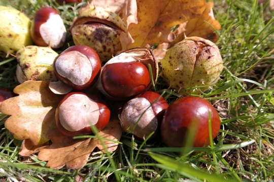 Devostock Chestnut Leaves Autumn 911646