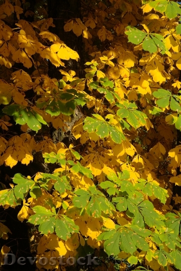 Devostock Chestnut Leaves Autumn Fall 0