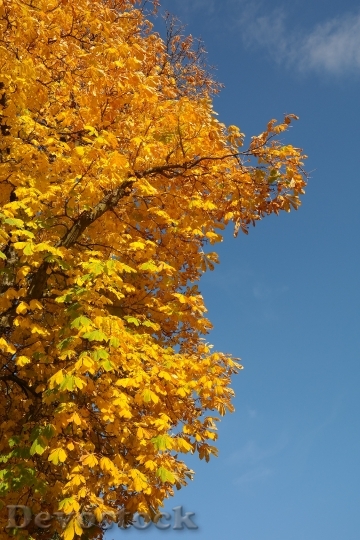 Devostock Chestnut Leaves Autumn Fall 1