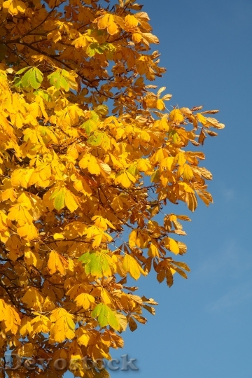 Devostock Chestnut Leaves Autumn Fall 2