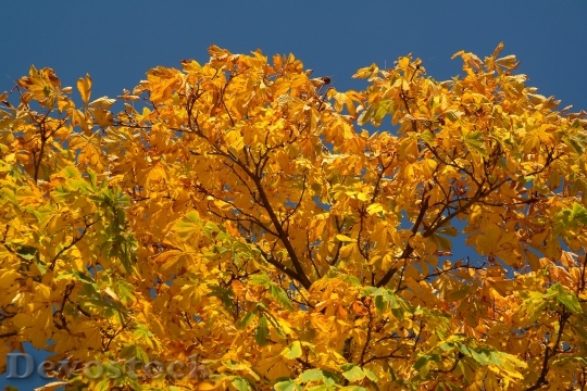 Devostock Chestnut Leaves Autumn Fall 3