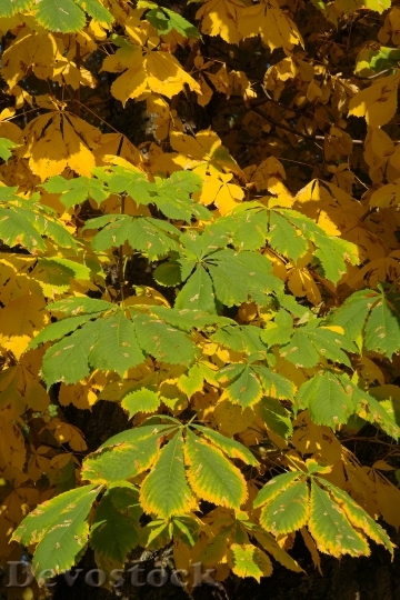 Devostock Chestnut Leaves Autumn Fall 6