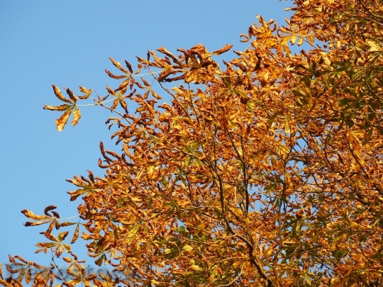Devostock Chestnut Leaves Autumn Fall 8
