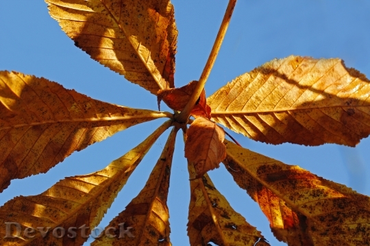 Devostock Chestnut Leaves Autumn Tree
