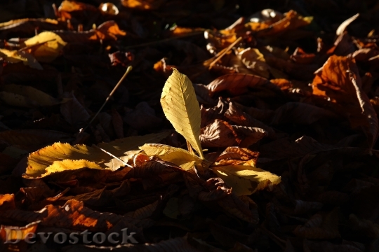 Devostock Chestnut Leaves Fall Leaves