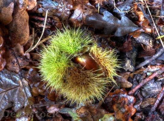 Devostock Chestnut Nature Natural Seed