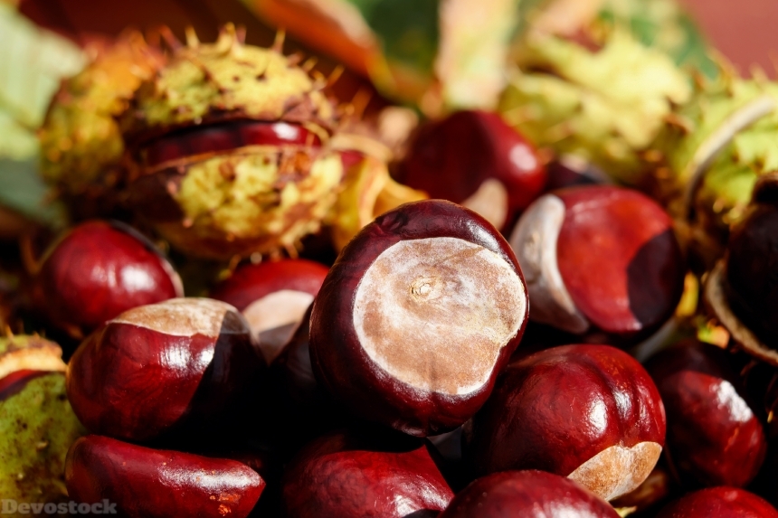 Devostock Chestnut Ordinary Rosskastanie Fruit