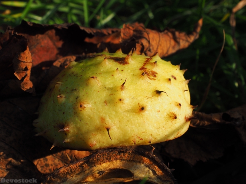 Devostock Chestnut Shell Fruit Autumn 2