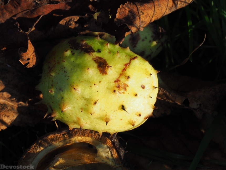 Devostock Chestnut Shell Fruit Autumn