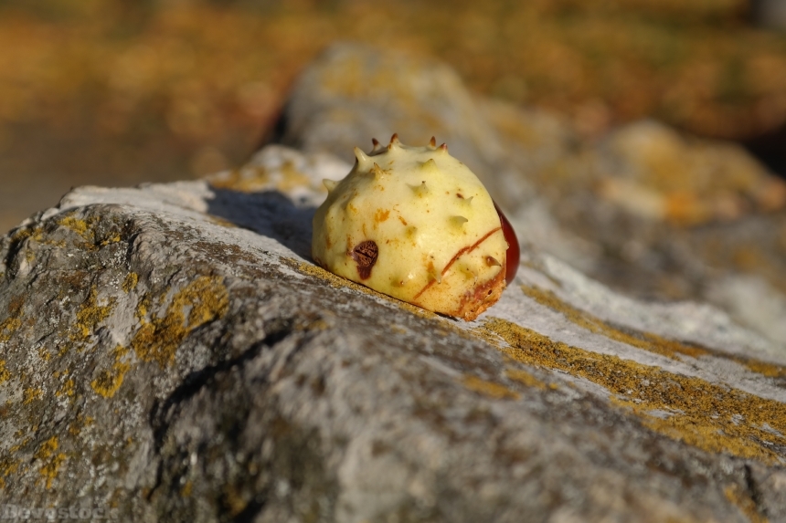Devostock Chestnut Sleeve Shell Prickly 1