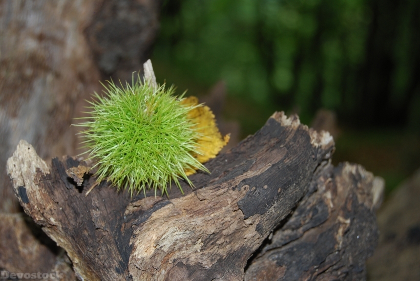 Devostock Chestnut Sting Prickly Brown