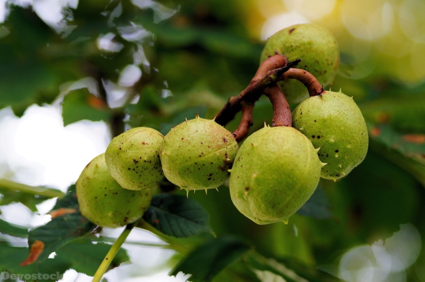 Devostock Chestnut Tree Fruits Chestnut