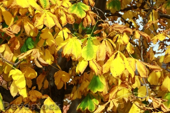 Devostock Chestnut Tree Leaves Yellow