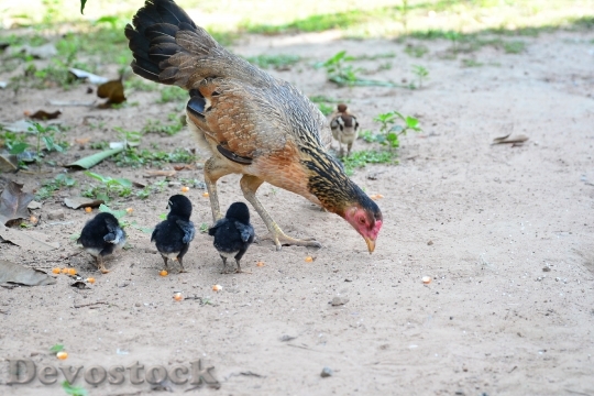Devostock Chicken Family Mother 1378653