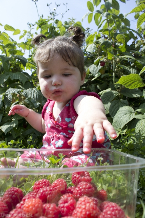 Devostock Child Raspberries Picking 444991