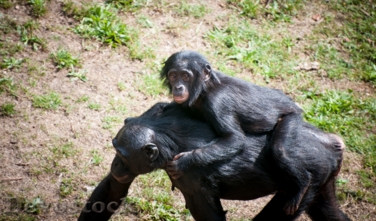 Devostock Chimpanzee Mother Child Wildlife