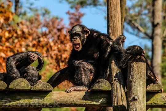 Devostock Chimpanzees Chimps Chimp Family