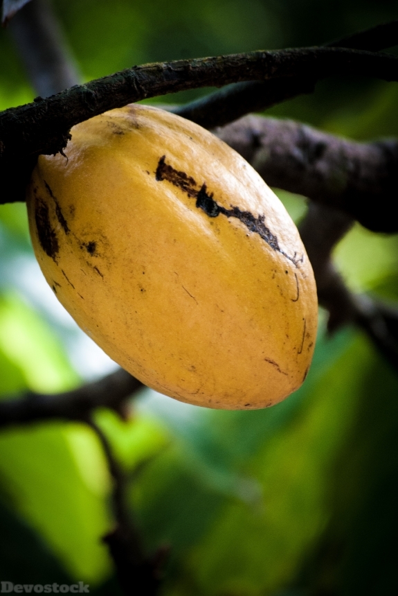 Devostock Chocolate Cocoa Fruit Brazil