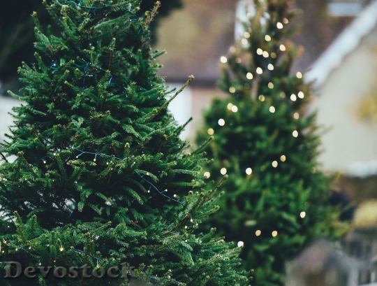 Devostock Christmas Tree Pine Tree