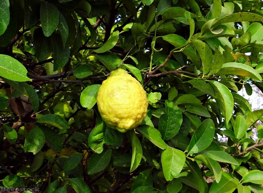 Devostock Citron Fruit Sour Vitamin