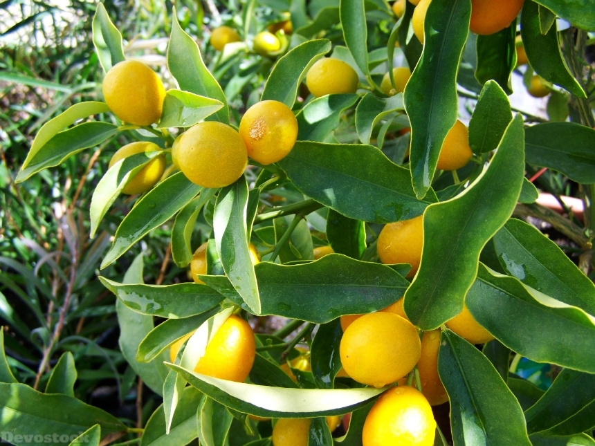 Devostock Citron Yellow Fruit Lemon