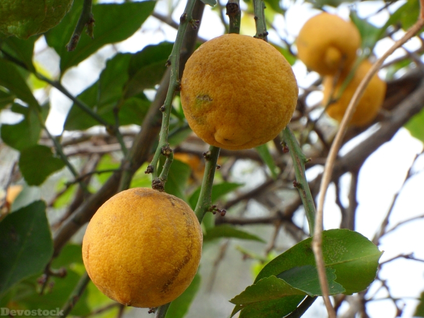 Devostock Citrus Fruit Tree Organic