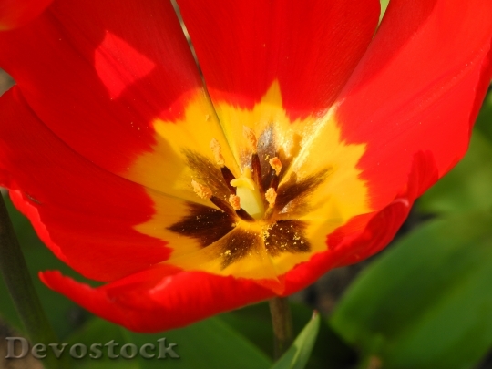 Devostock Close Early Bloomer Tulip