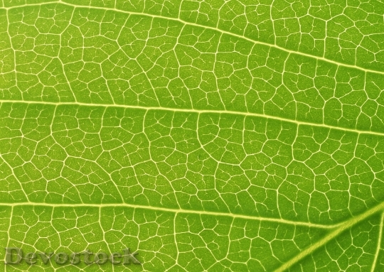 Devostock Close Up Green Leaf