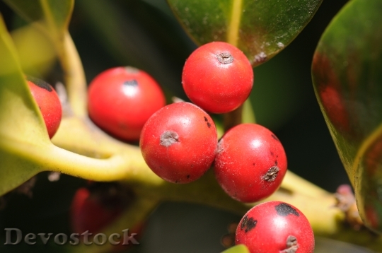 Devostock Closeup Round Red Fruit