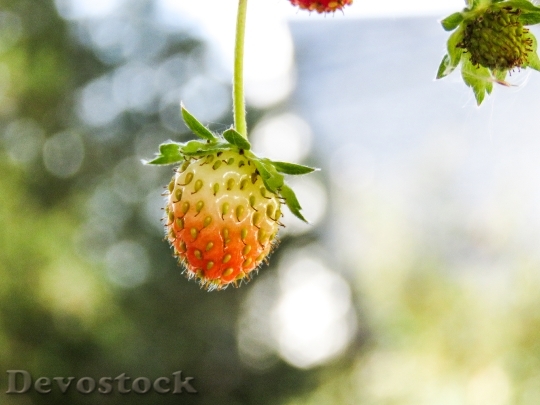 Devostock Closeup Strawberry On Stem