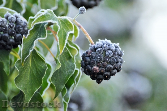 Devostock Cluster Fruit Bush Winter