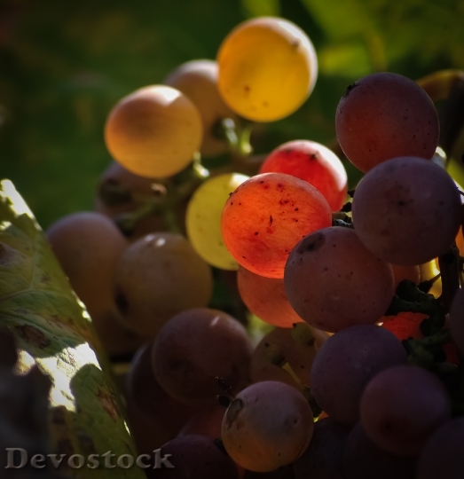 Devostock Cluster Grapes Fruit Food