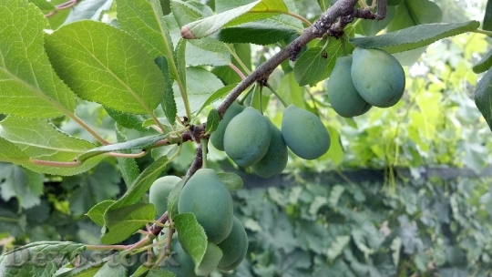 Devostock Cluster Prunes Fruit Green