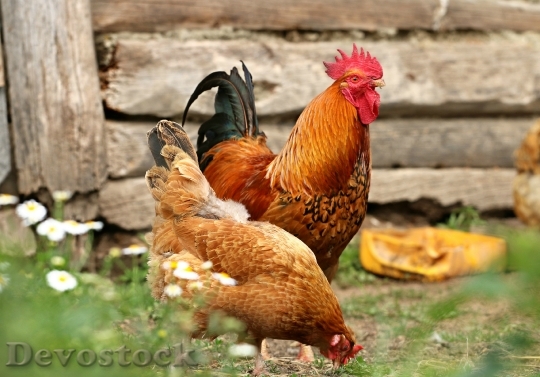 Devostock Cock Chicken Village Yard
