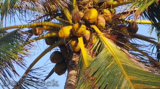 Devostock Coco Coconut Tree Coconut